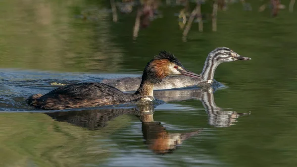Great Crested Grebe Waterbird Podiceps Cristatus Great Crested Grebe Youngster — Stock Photo, Image