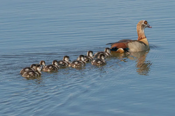 Pato Mãe Fêmea Mallard Anas Platyrhynchos Com Patinhos Nadando Superfície — Fotografia de Stock