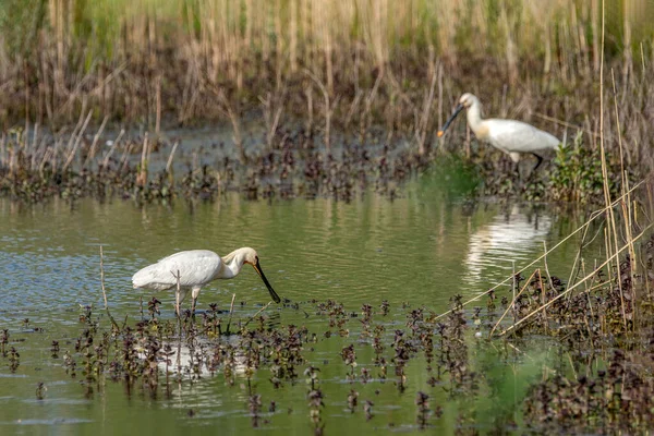 Two Beautiful Eurasian Spoonbills or common spoonbills (Platalea leucorodia) walking in shallow water hunting for food at sunrise. Gelderland in the Netherlands.