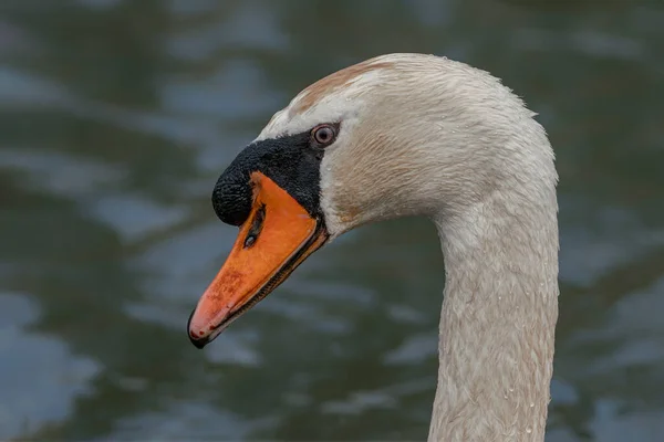 Mute Swan Cygnus Olor Gelderland Netherlands — Fotografia de Stock