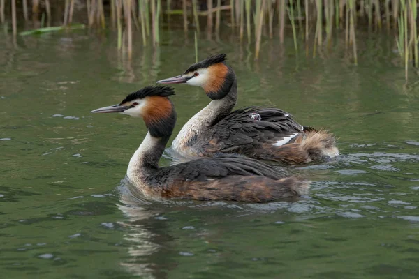 Grèbe Grandes Crêtes Oiseaux Eau Podiceps Cristatus — Photo