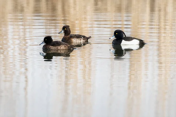 Tufted Ducks Anatidae Small Lake Pair Mating Season Arnhem Netherlands — Stok fotoğraf
