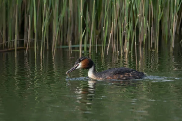 Большая Крещеная Гребень Водоплавающая Птица Podiceps Cristatus — стоковое фото