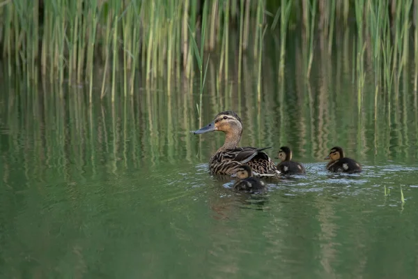 Entenmutter Stockente Anas Platyrhynchos Mit Entenküken Die Auf Der Oberfläche — Stockfoto