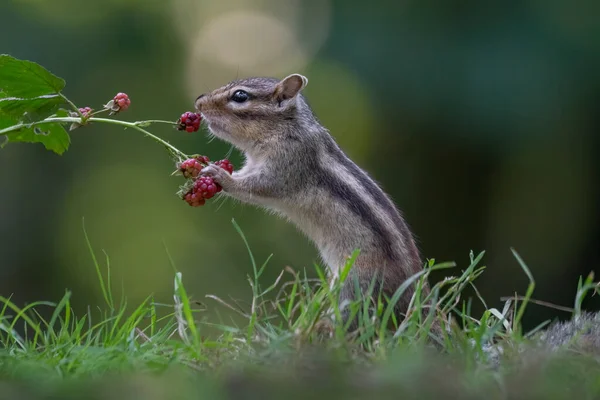 Curious Siberian Chipmunk Common Chipmunk Eating Berries Eutamias Sibiricus — Stock Photo, Image