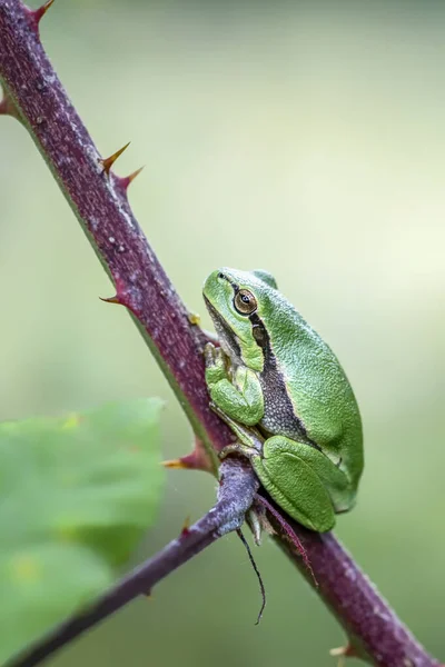 European Tree Frog Hyla Arborea Forest Noord Brabant Netherlands — Stock Photo, Image