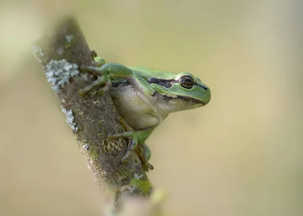 European Tree Frog Hyla Arborea Forest Noord Brabant Netherlands — Stock Photo, Image