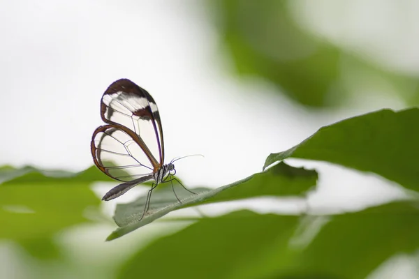 Гарний Метелик Glasswing Грета Ото Літньому Саду Дивовижному Тропічному Лісі — стокове фото