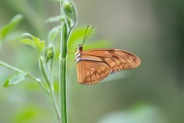 Banded Orange Butterfly Dryadula Phaetusa Plant Tropical Butterfly — Foto Stock