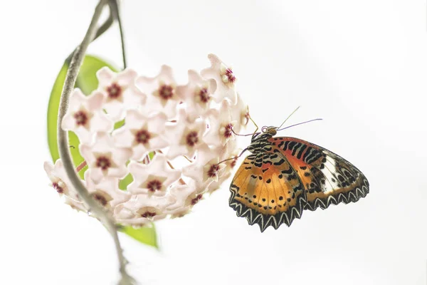 Beautiful Red Lacewing Tropical Butterfly Cethosia Biblis Beautiful White Flowers — Stok fotoğraf