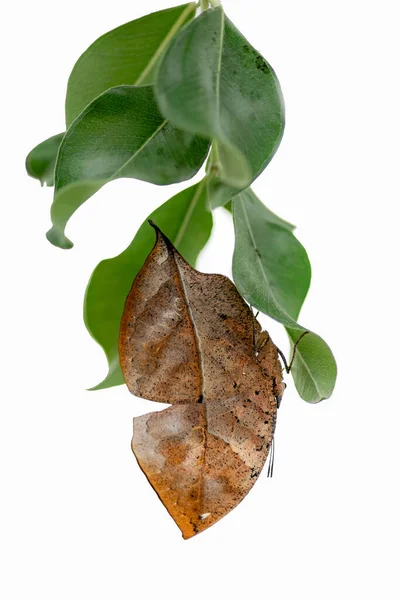 Красивые Листья Белом Фоне — стоковое фото