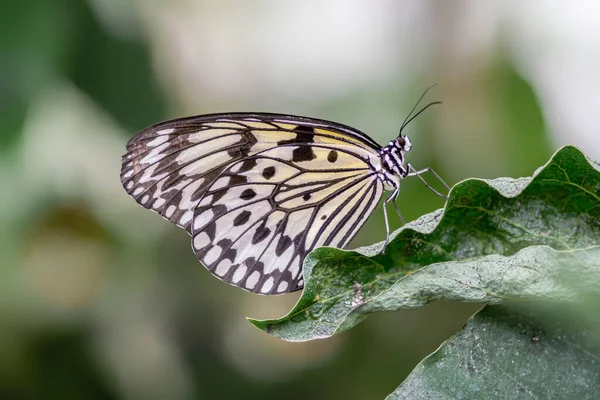 Beautiful Malachite Butterfly Siproeta Stelenes Leaf Amazon Rainforest South America — 图库照片