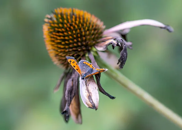 Small Copper American Copper Common Copper Butterfly Lycaena Phlaeas Flower — Foto de Stock