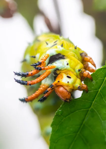 Giant Horned Caterpillar Royal Walnut Moth Regal Moth Hickory Horned — Stock Photo, Image