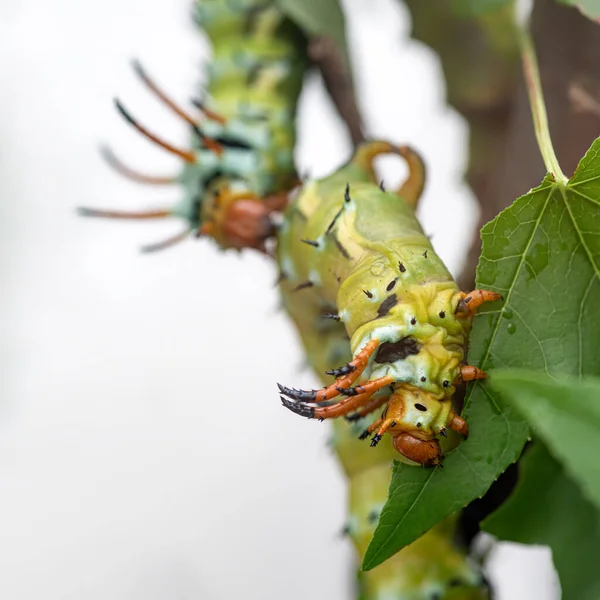 Giant Horned Caterpillar Royal Walnut Moth Regal Moth Hickory Horned — Stock Photo, Image