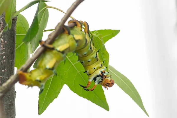 Giant Horned Caterpillar Royal Walnut Moth Regal Moth Hickory Horned — Stock Photo, Image