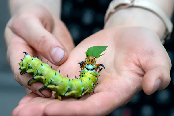 Giant Horned Caterpillar Royal Walnut Moth Regal Moth Hickory Horned — Stock Photo, Image