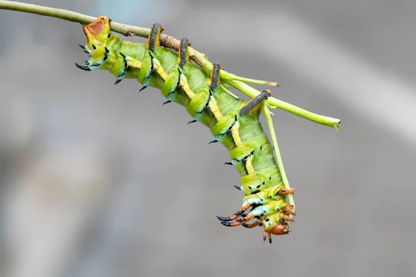 Den Gigantiska Hornlarven Från Royal Walnut Moth Regal Moth Eller — Stockfoto