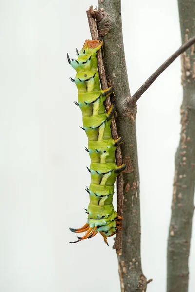 Giant Horned Caterpillar Royal Walnut Moth Regal Moth Hickory Horned — Stock Photo, Image