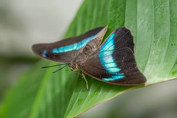 Beautiful Blue Morpho Morpho Menelaus Tropical Butterfly Green Leaf — 图库照片