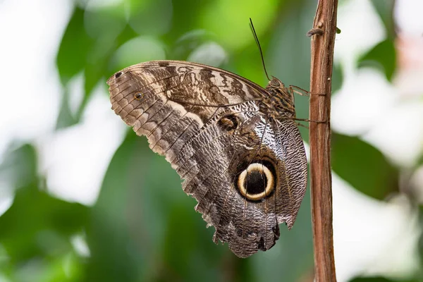 Beautiful Blue Morpho Morpho Menelaus Branch Amazon Rainforest South America — 图库照片