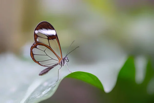 Borboleta Vidro Bonita Greta Oto Jardim Verão Floresta Amazônica América — Fotografia de Stock