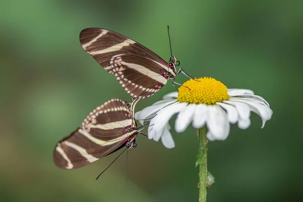 Zebra Longwing Butterflies Heliconius Charithonia Summer Garden Amazone Rainforest South — Stock Photo, Image