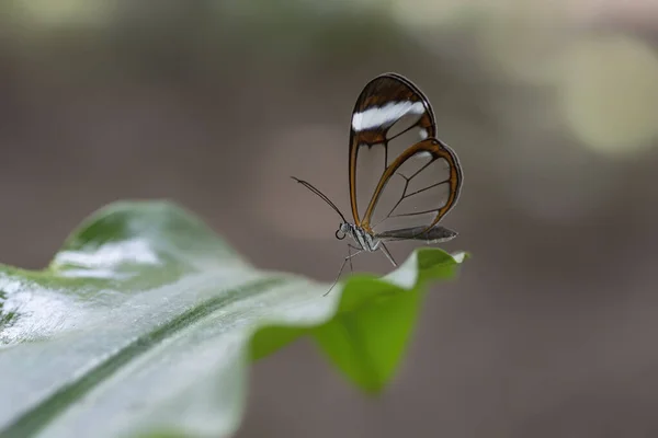 Borboleta Vidro Bonita Greta Oto Jardim Verão Floresta Amazônica América — Fotografia de Stock