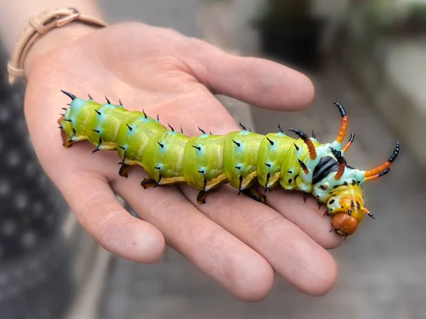 The giant horned caterpillar of the Royal Walnut Moth, Regal Moth or Hickory Horned Devil, Citheronia regalis on a woman`s hand. The Worlds Largest Caterpillar.
