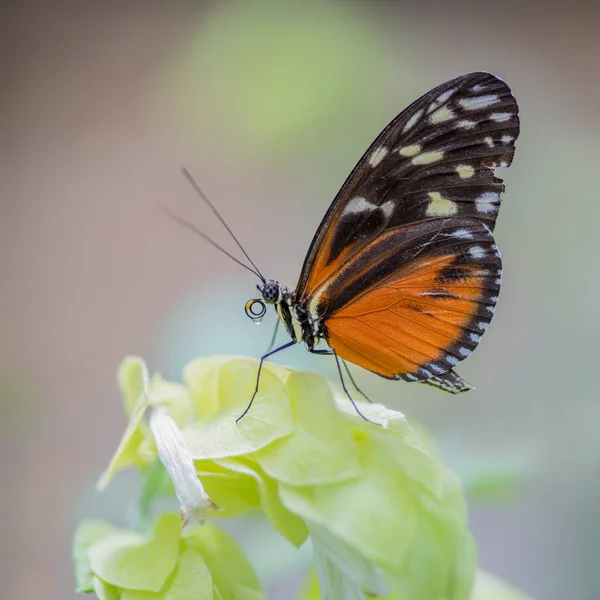 A beautiful monarch butterfly or simply monarch (Danaus plexippus) in a Summer garden. Precious Orange butterfly