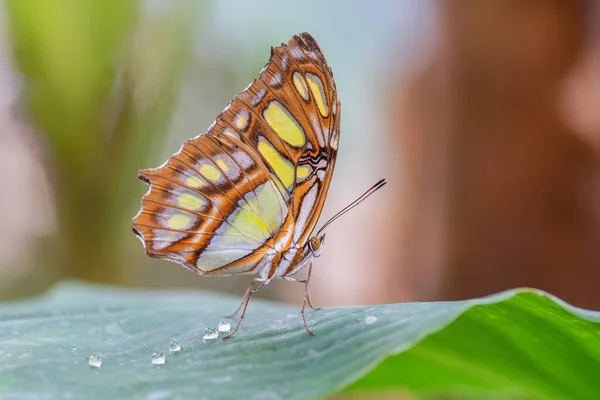 Beautiful Malachite Butterfly Siproeta Stelenes Leaf Amazon Rainforest South America — 图库照片