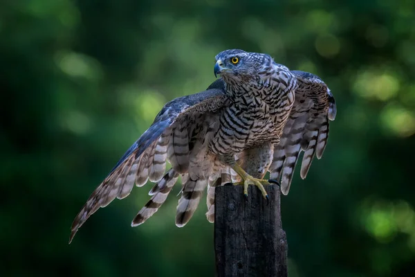 Female Common Kestrel Falco Tinnunculus Гелдерланд Нідерландах Зелений Боке — стокове фото