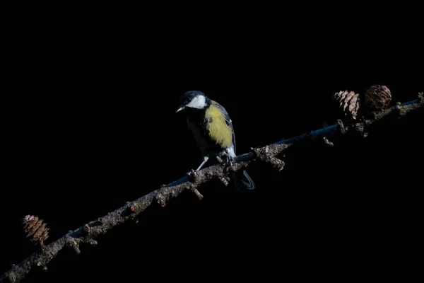 Great Tit Parus Major Branch Forest Noord Brabant Netherlands — Stok fotoğraf