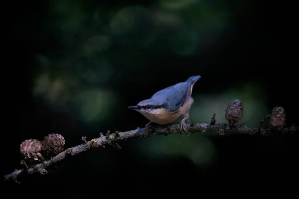 Eurasian Nuthatch Sitta Europaea Branch Forest Noord Brabant Netherlands — Fotografia de Stock