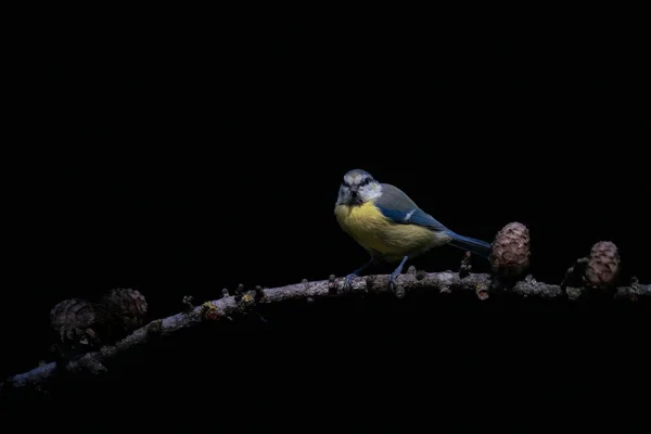 Great Tit Parus Major Branch Forest Noord Brabant Netherlands —  Fotos de Stock