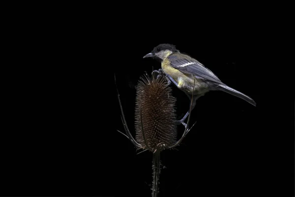 Great Tit Parus Major Wild Teasel Fuller Teasel Dipsacus Fullonum — Stock Fotó