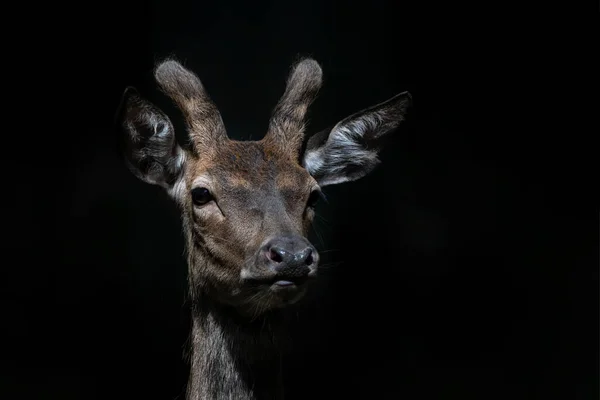 Close Portrait Beautiful Young Male Red Deer Cervus Elaphus Isolated — 图库照片