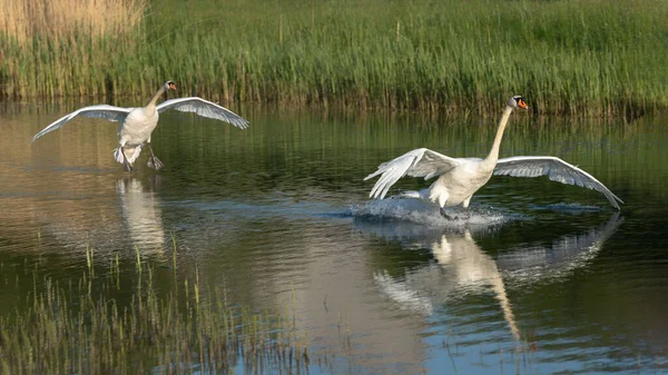 Two Mute Swans Cygnus Olor Landing Flight Φωτογραφία Αρχείου