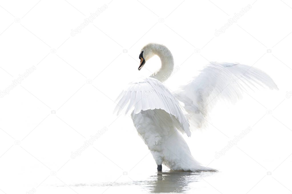 Mute Swan (Cygnus olor) Gelderland in the Netherlands.                           