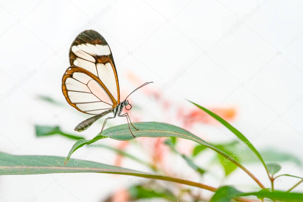 Beautiful Glasswing Butterfly (Greta oto) in a summer garden. In the amazone rainforest in South America. Presious Tropical butterfly.