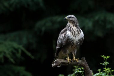 Hollanda 'daki Noord Brabant ormanında Kuzey Goshawk Yetişkinleri (Accipiter gentilis).                                                              