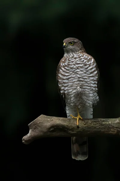 Észak Goshawk Accipiter Gentilis Kifejlett Példánya Hollandiai Noord Brabant Erdejében — Stock Fotó