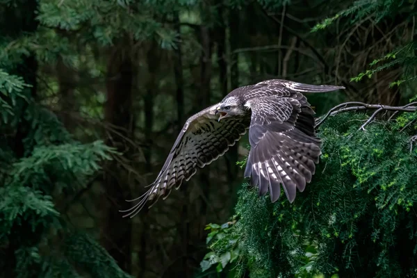 Dospělý Severní Goshawk Accipiter Gentilis Lesích Noord Brabant Nizozemsku — Stock fotografie