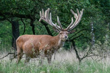 Güzel kızıl geyik (Cervus elaphus). Hollanda 'daki Ulusal Park Hoge Veluwe sahasında. Arka planda orman var. Yazın vahşi yaşam.
