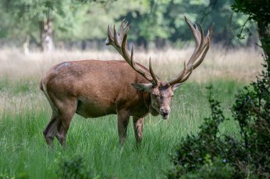 Güzel kızıl geyik (Cervus elaphus). Hollanda 'daki Ulusal Park Hoge Veluwe sahasında. Arka planda orman var. Yazın vahşi yaşam.