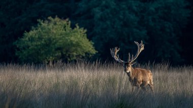 Güzel kızıl geyik (Cervus elaphus). Hollanda 'daki Ulusal Park Hoge Veluwe sahasında. Arka planda orman var. Yazın vahşi yaşam.