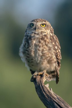 Sevimli Kazıcı Baykuşa yakın çekim (Athene cunicularia) 