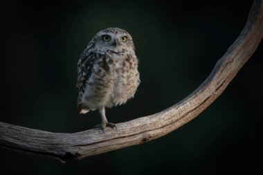 Sevimli Kazıcı Baykuşa yakın çekim (Athene cunicularia) 