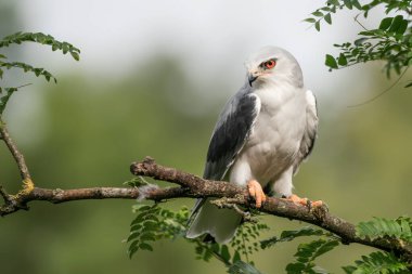 Hollanda 'da Siyah Kanatlı Uçurtma (Elanus caeruleus) Brabant yok.