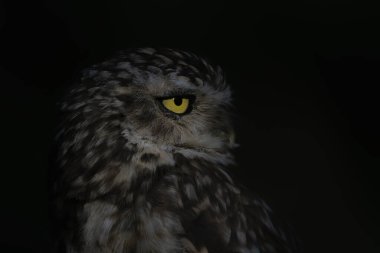 Sevimli Kazıcı Baykuşa yakın çekim (Athene cunicularia) 